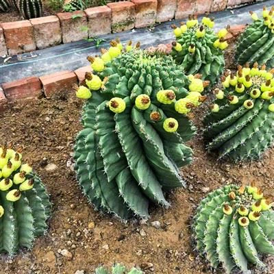 Ferocactus Horridus V Brevispinus