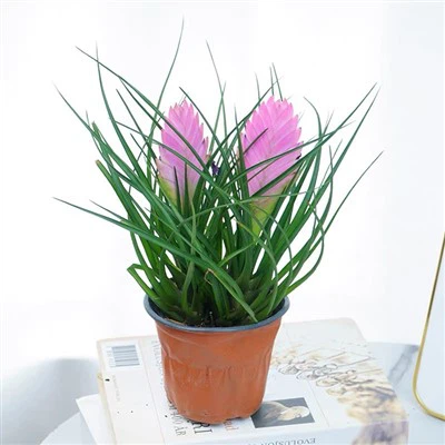 Tillandsia Cyanea paj cog